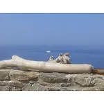 Cape * Китнос